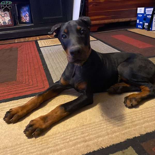 Hannah, Doberman Pinscher Puppy